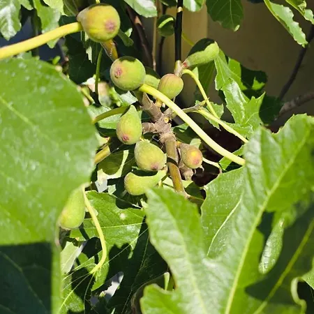 بيت شباب The People - Bercy